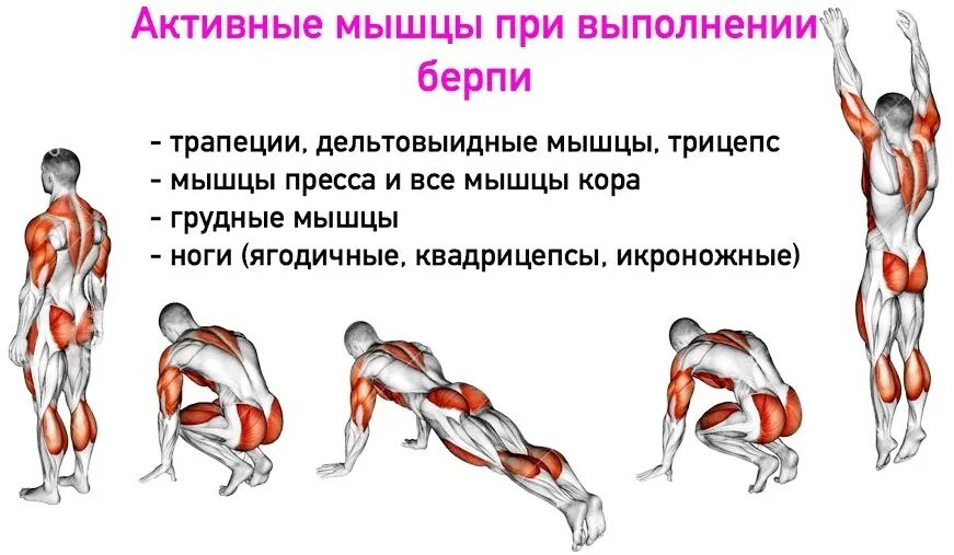 Мышцы во время занятий. Какие мышцы задействованы в силовых упражнениях. бурпи это силовое упражнение. бёрпи техника выполнения. прыжки какие мышцы работают.