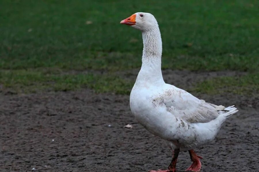 Вася и гусь. Пасти гусей. Вася и гусь. Нищий гусь. Вася и гусь.