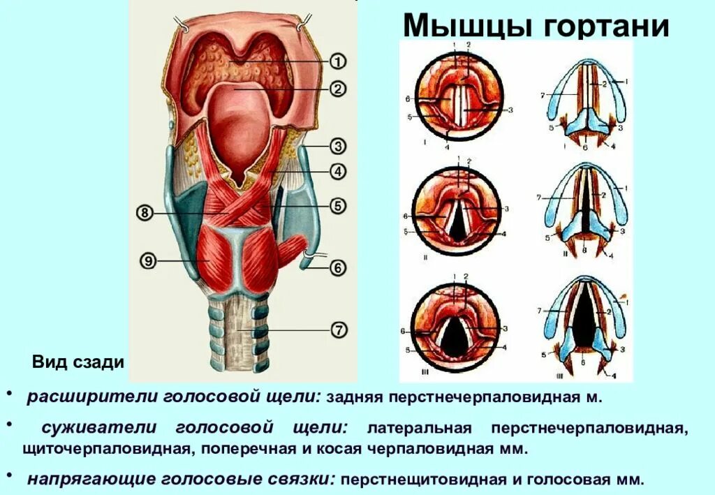 Мышцы напрягающие голосовые связки