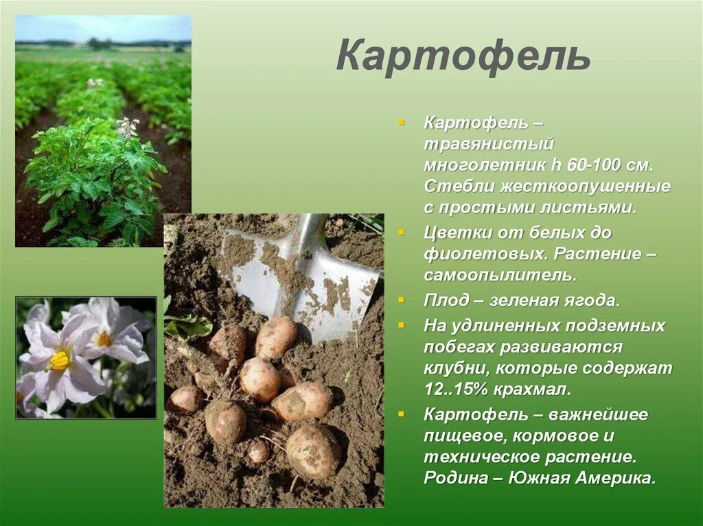 Картофель однолетнее или многолетнее растение. Культурные растения картошка. Картофель класс растений. Картофель культурное растение. Картофель класс растений.