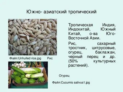 Центр происхождения риса