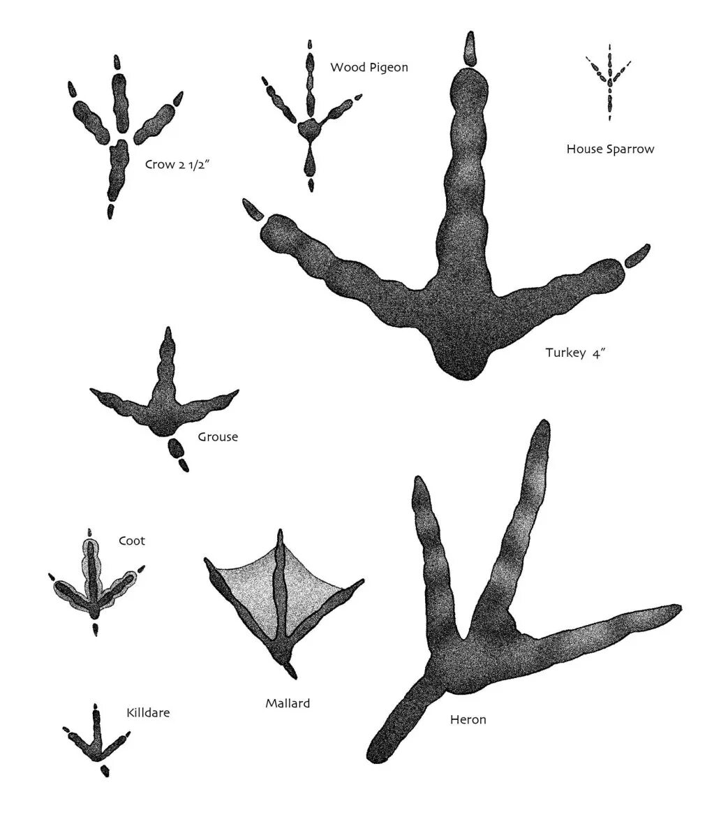 Отпечатки лап птиц. Птичьи следы. Следы птиц на снегу. Следы птиц и их название. Лапка голубя