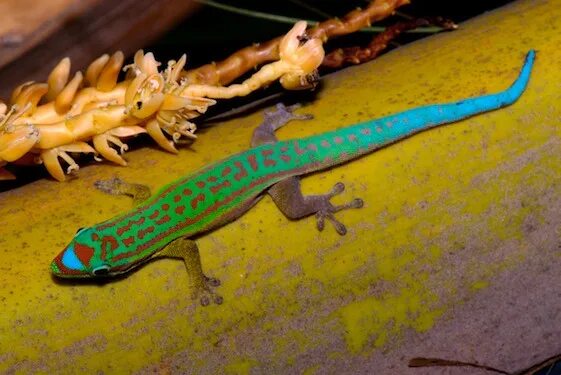 Дневная ящерица. Phelsuma cepediana. Фельзума Стандинга. Фельзума террариум. Фельзума голубая.