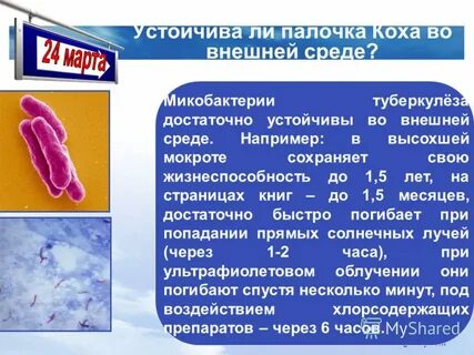 Микобактерия туберкулеза устойчива