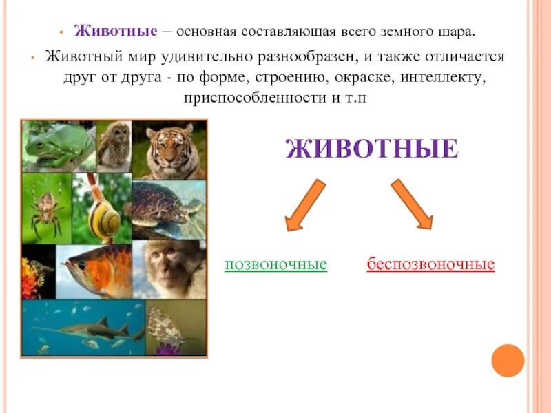 Контрольная работа по теме позвоночные животные 7. Сообщение о позвоночных животных. Позвоночное животное сообщение. Животные отличаются друг от друга. Сообщение о позвоночном животном.