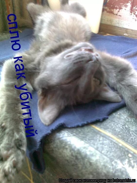 Спать демотиватор. Спи а то прибью подушкой стих. Мы с тобой разные. Спящий котик смешной. Просыпаться картинка.