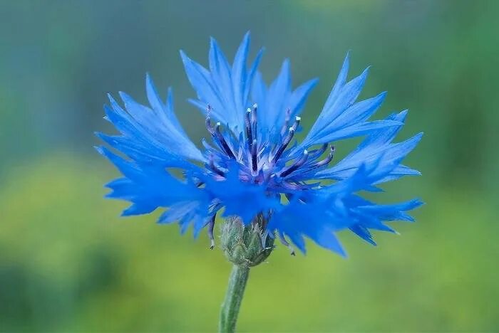 Василек гребенчатый. Левзея Василек. Василёк Луговой. 6. Centaurea cyanus- Василёк синий.