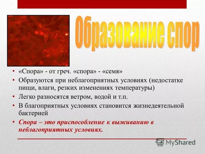 Заключение изучения бактерий. При неблагоприятных условиях бактерии образуют споры. Спора и семя. При неблагоприятных условиях образуют споры. Характеристика споры и семени