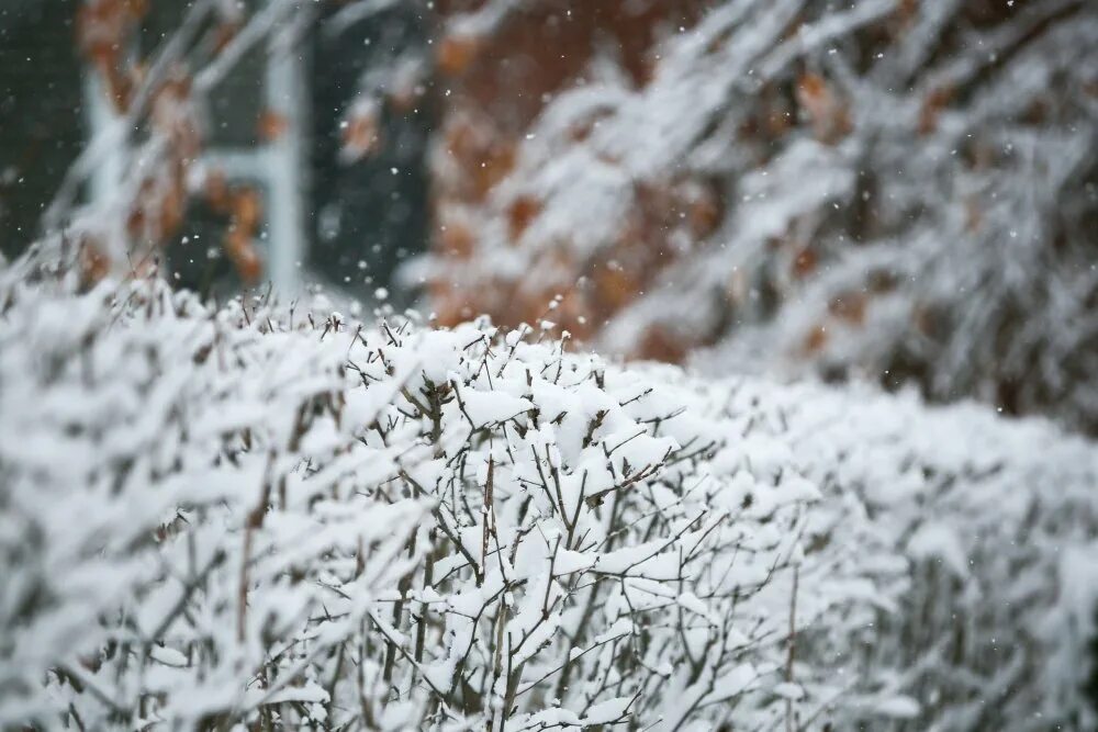 снег на номерах фото. слабый снег. буран снег. погоду про снег. погоду про снег.