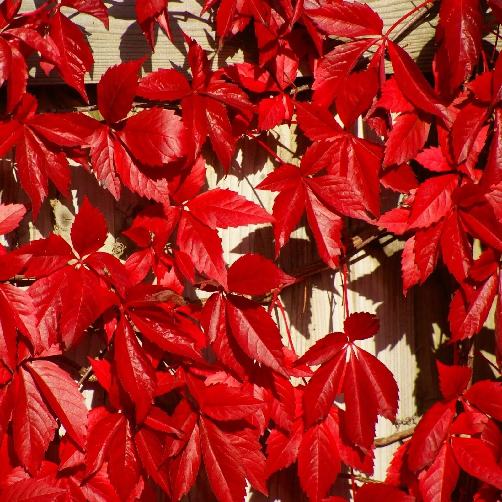 Красный плющ. Виноград девичий пятилисточковый Parthenocissus quinquefolia. Девичий виноград Parthenocíssus quinquefolia. Девичий виноград пятилисточковый (виргинский) (Parthenocissus quinquefolia).