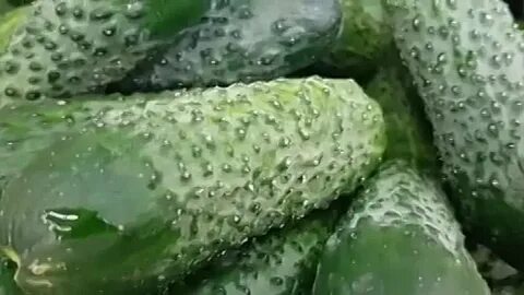Огурцы сорта форсаж