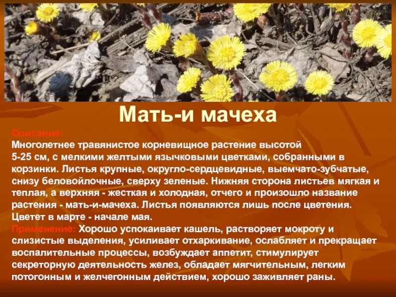 Мать и мачеха сообщение. Сообщение о растении мать и мачеха 3 класс. Мать и мачеха растение сообщение 2 класс. Научное описание мать и мачехи. Мать-и-мачеха описание растения в научном стиле.