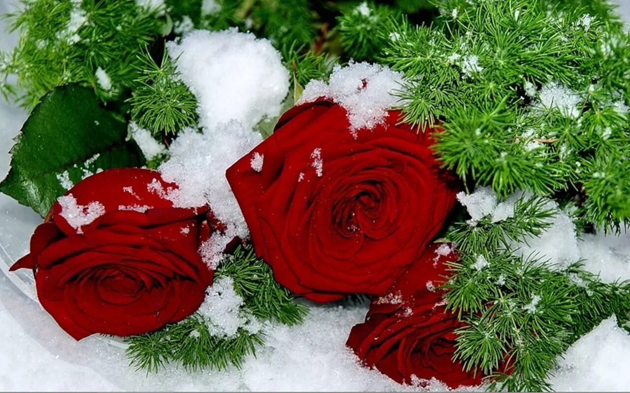 День рождения зимняя открытка. Зимний букет цветов. Цветы в снегу. Красивые зимние цветы. Букет цветов на снегу.
