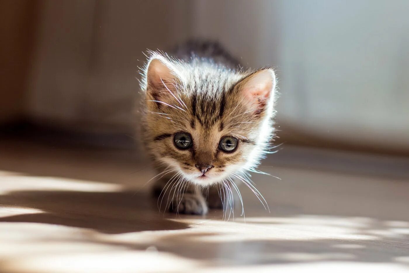 Включи какой нибудь котик. Маленький котенок. красивые маленькие котята. котята на аватарку. котики милые маленькие.