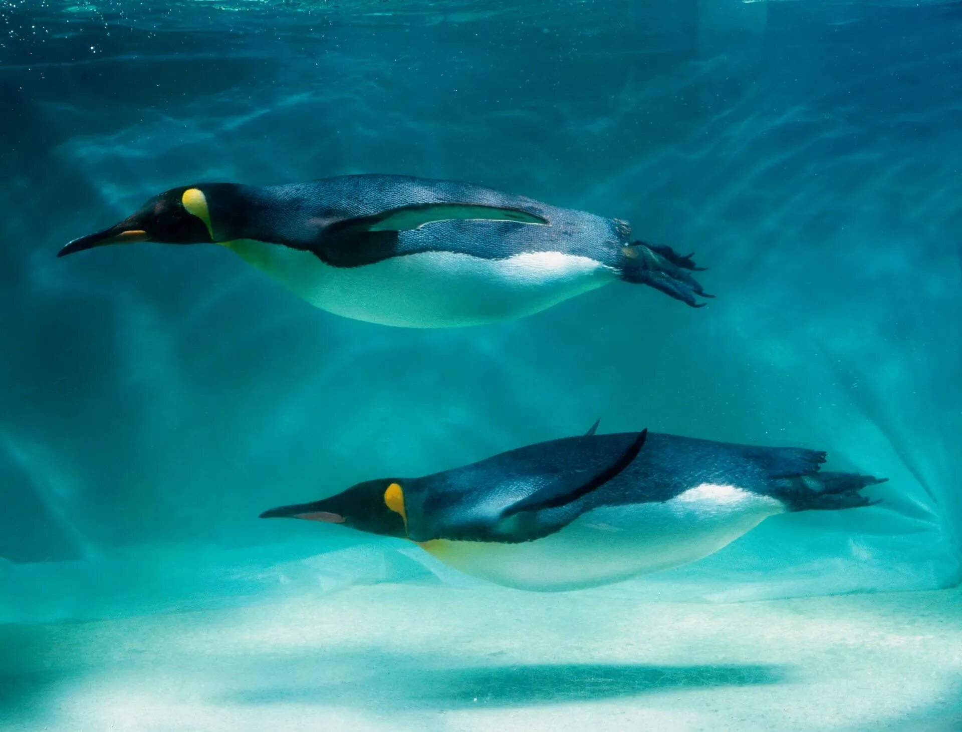 Животные обитатели воды имеют обтекаемую форму тела. Императорский Пингвин ныряет. Пингвин в воде. Королевский Пингвин в воде. Пингвин плавает.