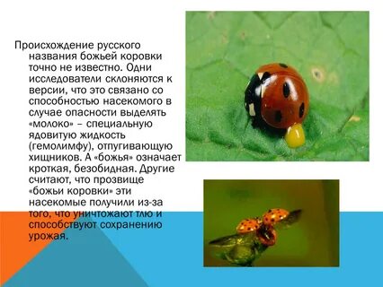 Откуда название божья коровка