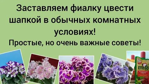 Как добиться цветения