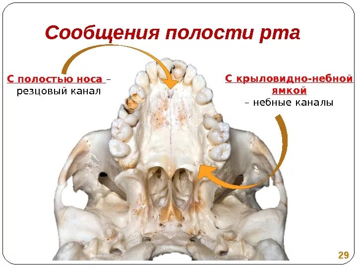 Костная основа полости рта. Большой и малый небные каналы.