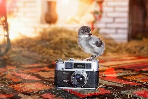 Том том фотограф