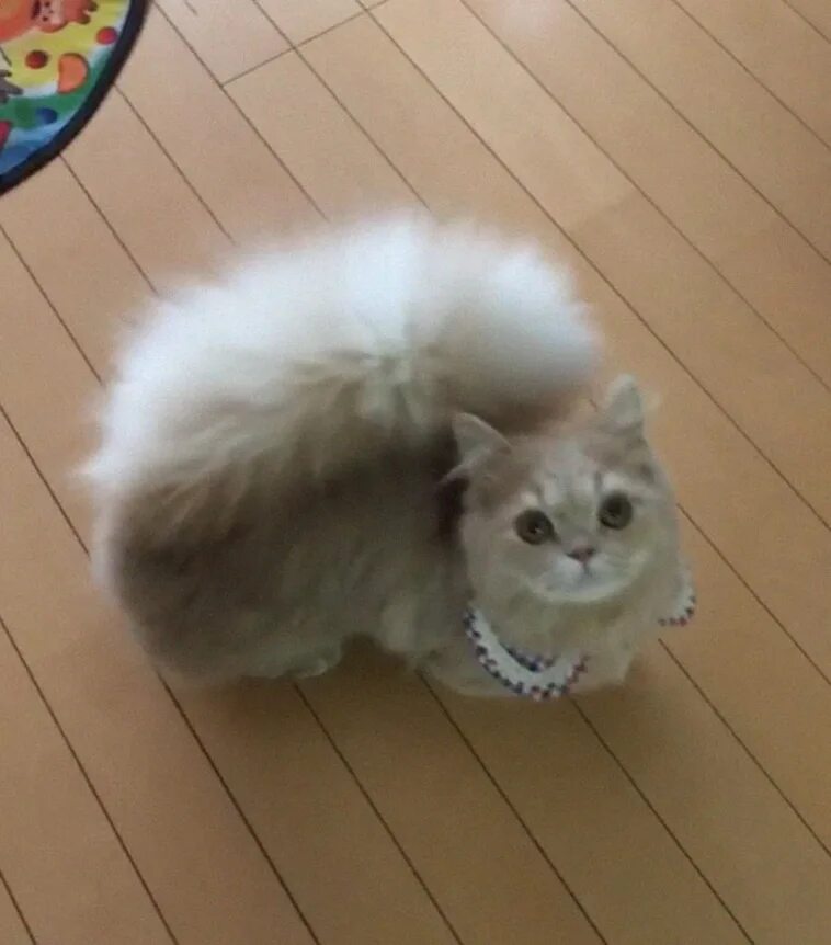 Менуэт кот. Кошка белль. манчкин кот пушистый. манчкин кот с пушистым хвостом. кот с беличьим хвостом.