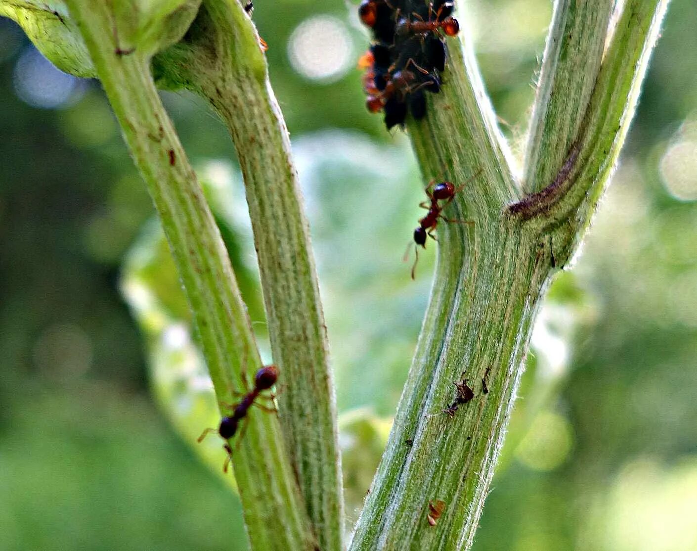 Тля на черешне. Баклажан муравей. Муравьи на растениях. Растения с тлёй и муравьями.