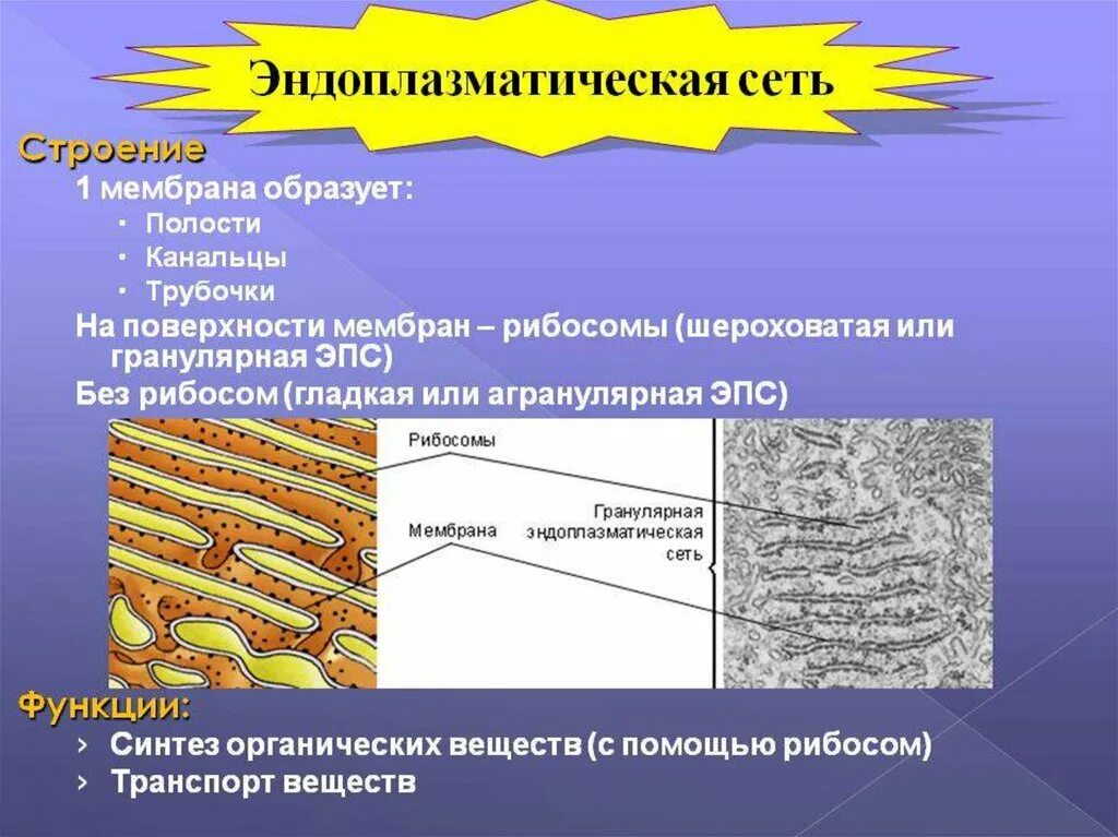 Функции эпс таблица. Эндоплазматическая сеть клетки строение и функции. эндоплазматическая сеть особенности строения и функции. эндоплазматическая сеть функции органоида. строение эпс и ее функции.