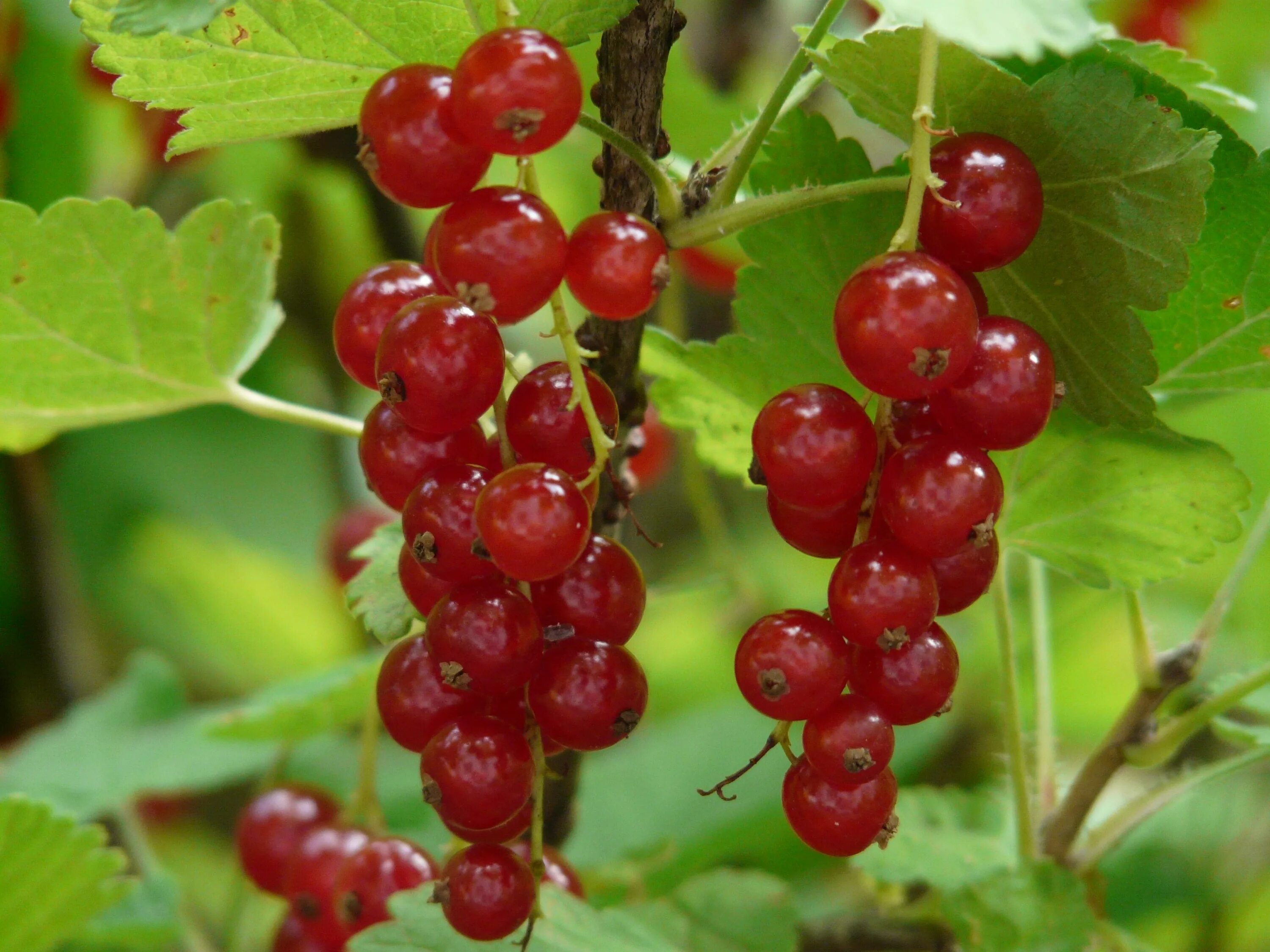 Крыжовник красная смородина. Смородина красная - ribes rubrum. Смородина красная ред Лейк. Смородина красная (ribes rubrum `Rolan`). Смородина красная Ровада.