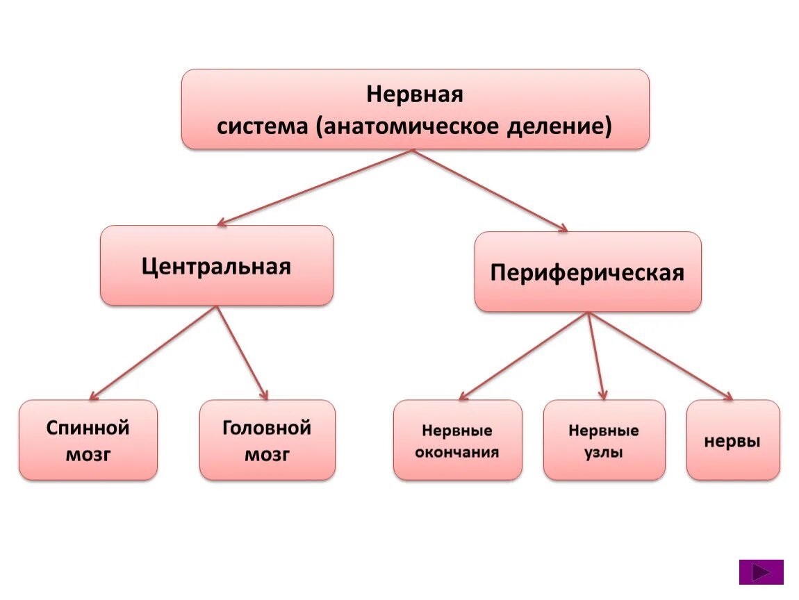 Анатомическое деление нервной системы. Строение нервной системы функциональная классификация. Нервная система по функциональному признаку. Функциональное деление нервной системы схема.