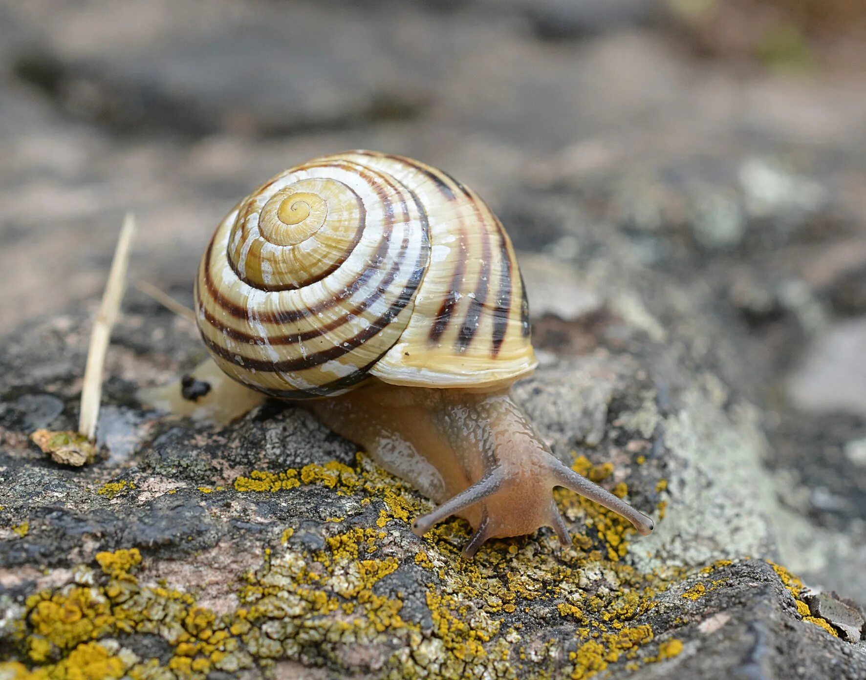 Улитка Садовая цепея. Улитка Садовая Cepaea Hortensis. Брюхоногие моллюски Виноградная улитка. Cepaea nemoralis Лесная улитка. Брюхоногие моллюски голова