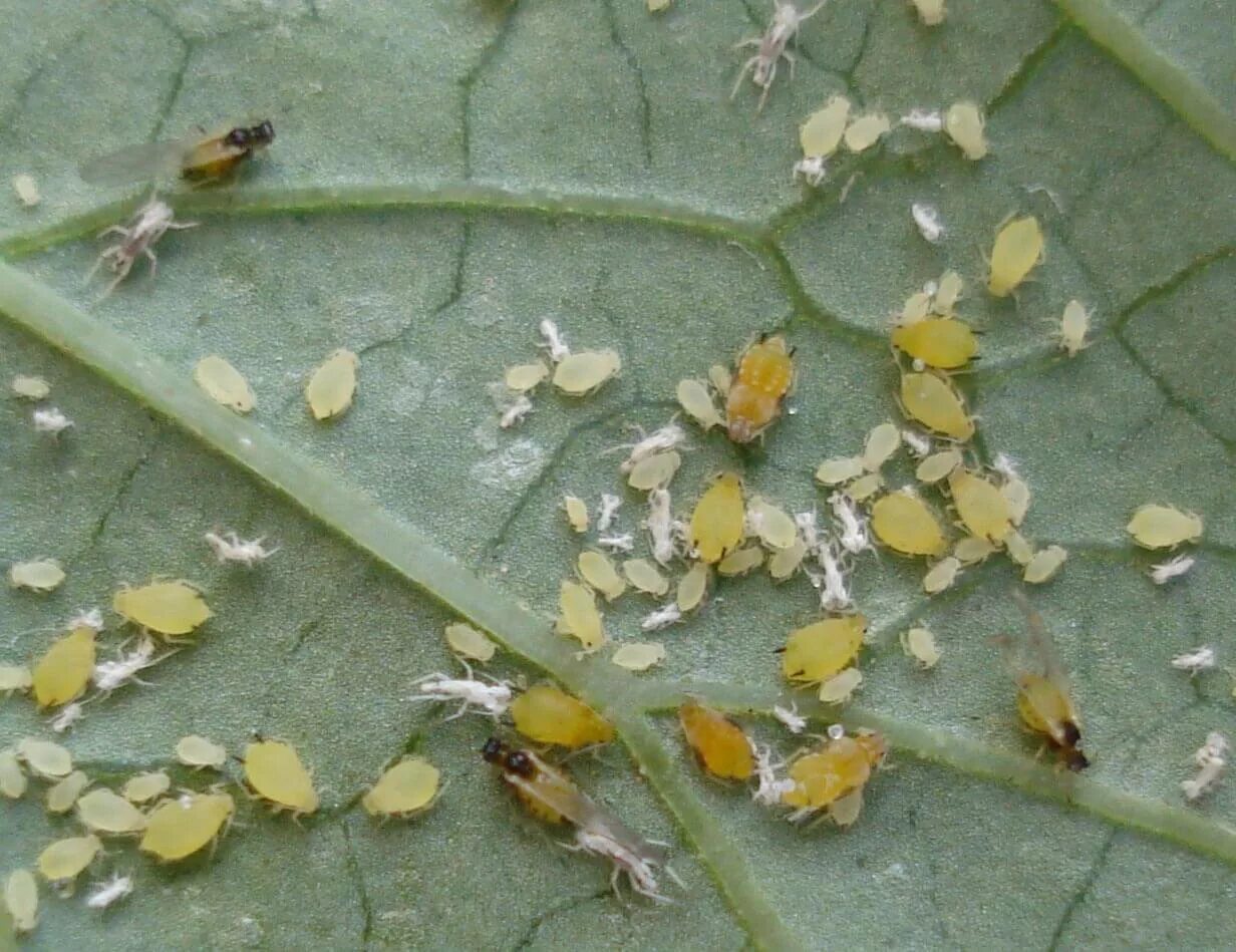 Тля бахчевая (Aphis gossypii). Бахчевая (хлопковая) тля. Вредители паутинный клещ. Личинка трипса. Борьба с клещами растений