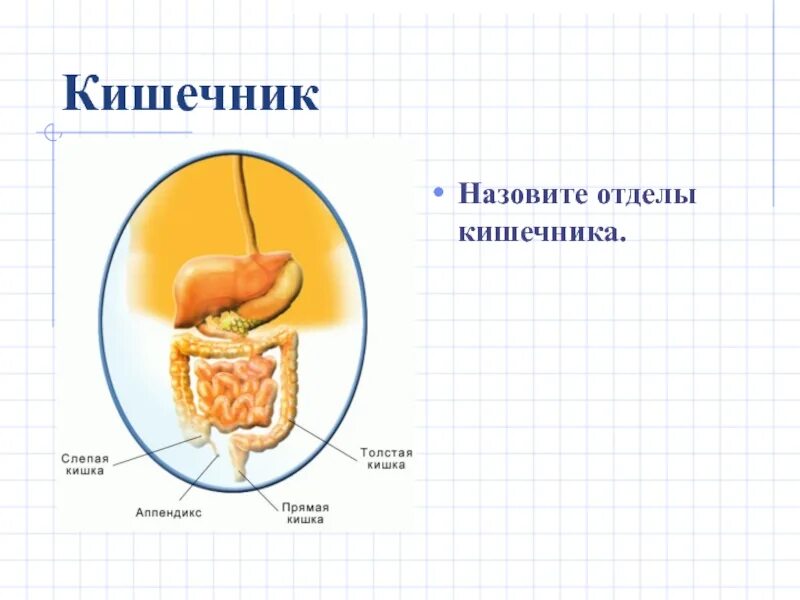 Тест по теме пищеварение 8. Презентация по биологии пищеварение. Пищеварительная система 8 класс отделы толстой кишки. Доп. Материал на тему пищеварительная система. Отделы кишечника 8 класс по биологии.