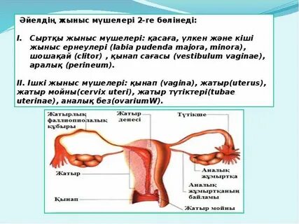 Порно әңгімелердегі жиендер