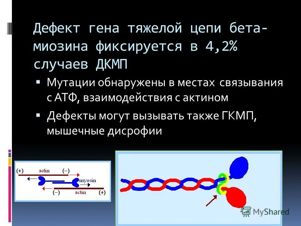 Тяжелая цепь миозина. Дефект Гена. Ген тяжелой цепи. Дефекты в генах у слабого пола. Дефектный ген что это такое