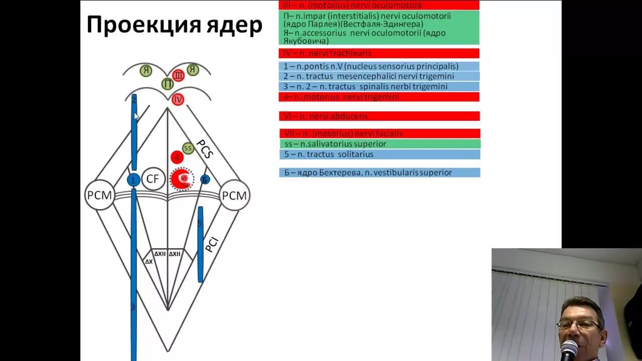 Ромбовидная ямка черепные нервы. Ядра ромбовидной ямки схема. Проекция ядер черепных нервов на ромбовидную ямку. Ромбовидная ямка анатомия. Ромбовидная ямка ядра черепных нервов.