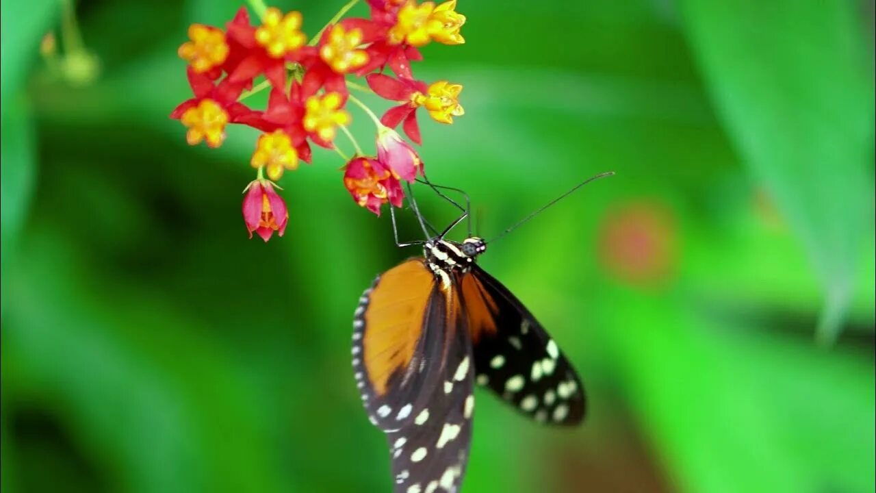 Покажи видео бабочек. Бабочка. Видео про бабочек. Бабочки видео для детей познавательный. Звук бабочки.