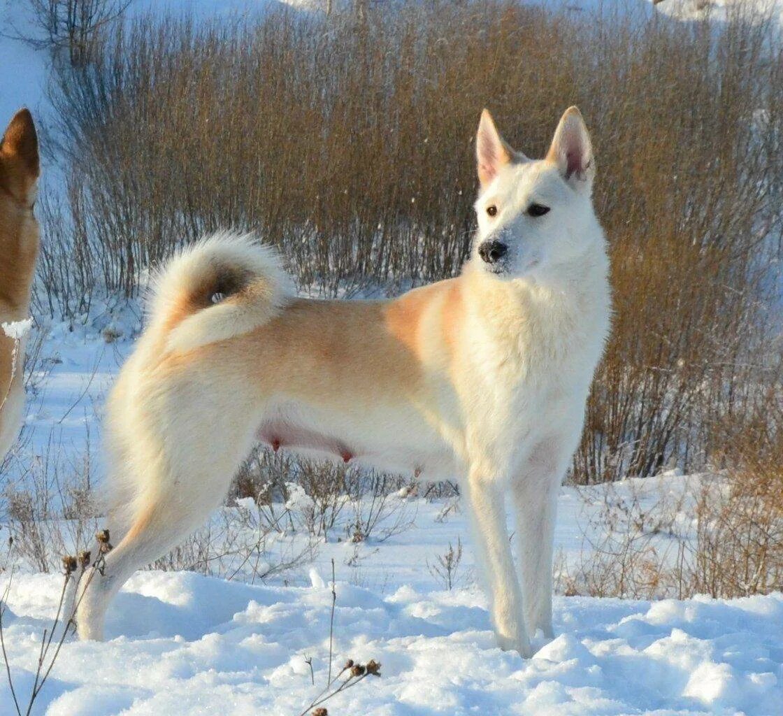 Какая лайка. Западно Сибирская лайка. ЗСЛ лайка. Западносибирская лайка Западносибирская лайка. Восточносибирская лайка лайки.