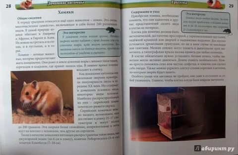 Что я видел содержание