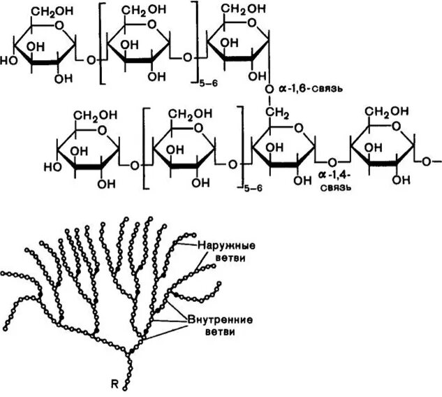 Запасной углевод в клетках печени. Строение гликогена биохимия. Гликоген строение полисахарида. Гликоген строение молекулы. Строение гликогена формула.