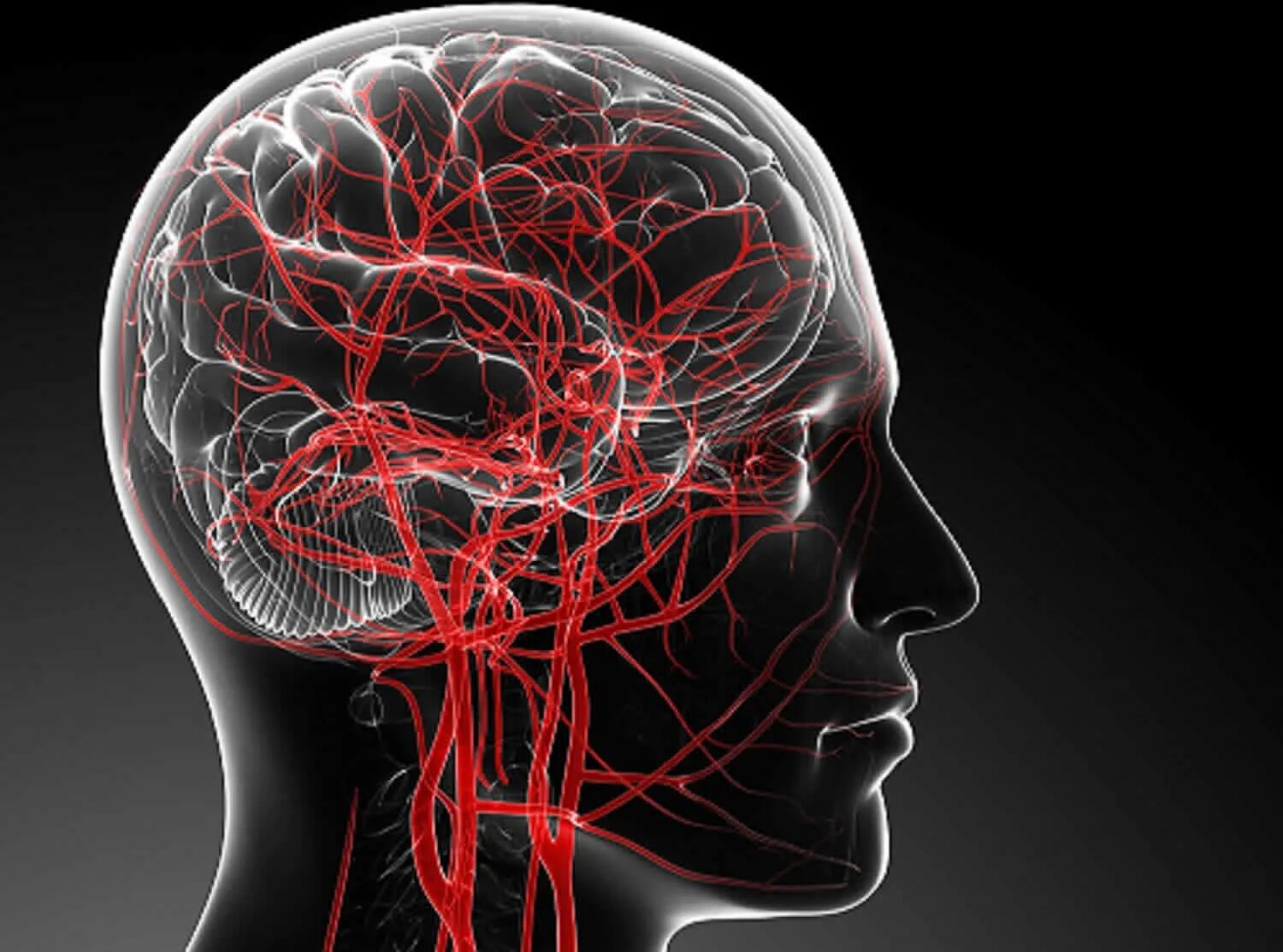 Кровообращение головного мозга. Кровоснабжение мозга. Кровеносные сосуды головного мозга. Кровеносные сосуды головы.