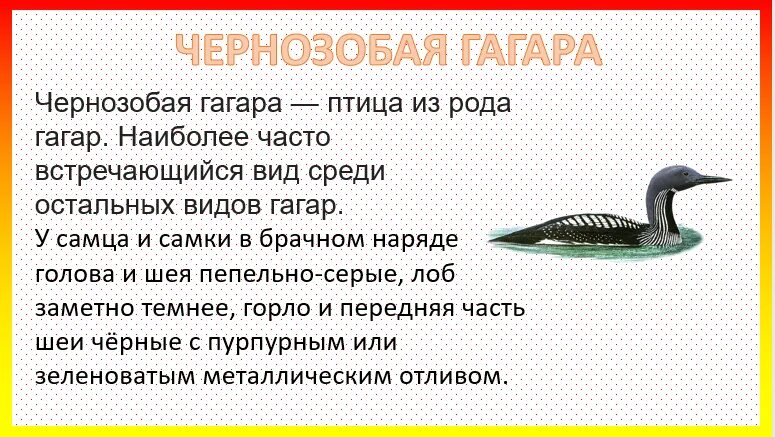 Песня гагара текст. Чернозобая гагара красная книга. чернозобая гагара описание. чернозобая гагара презентация. чернозобая гагара красная книга краткое описание.