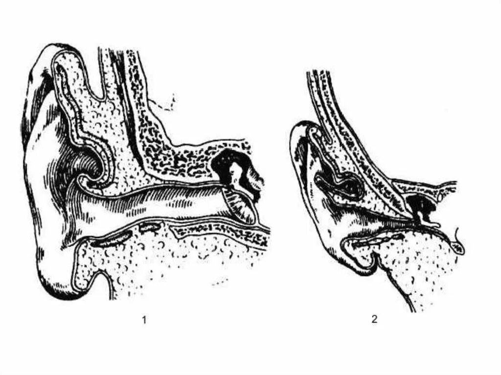 Анатомия и физиология наружного уха. Топография слухового прохода. Физиология наружного слухового прохода. Физиология ушной раковины. Воздух заполняет наружное ухо