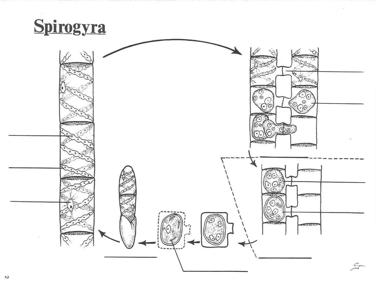 Спирогира развитие. Жизненного цикла водоросли Spirogyra. Жизненный цикл спирогиры схема. Схема цикла спирогиры. Спирогира бесполое размножение схема.