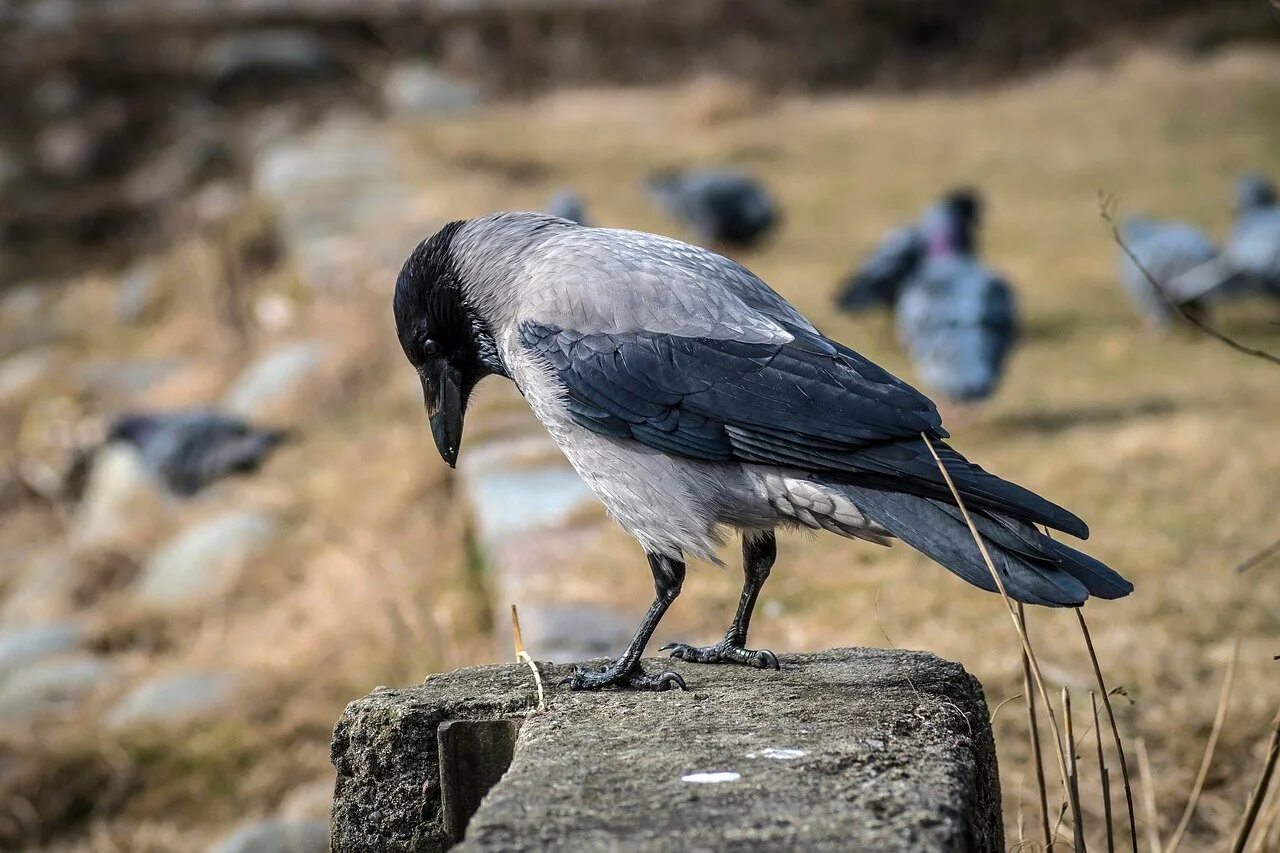 Памятник павшей птицы. Южное кладбище ижевск официальный сайт. Павшие птицы монумент. Мадагаскарский орлан. Павших птиц.