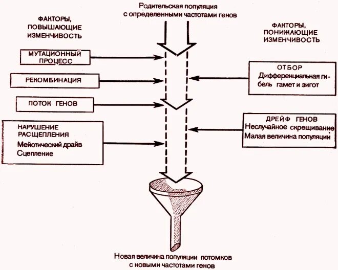 Синтетическая теория эволюции биология 9. Три составляющие синтетической теории эволюции схема. Факторы синтетической теории эволюции. Синтетическая теория эволюции 9 класс биология. Факторы эволюции синтетической теории эволюции.