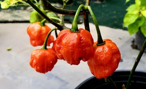 Carolina pepper