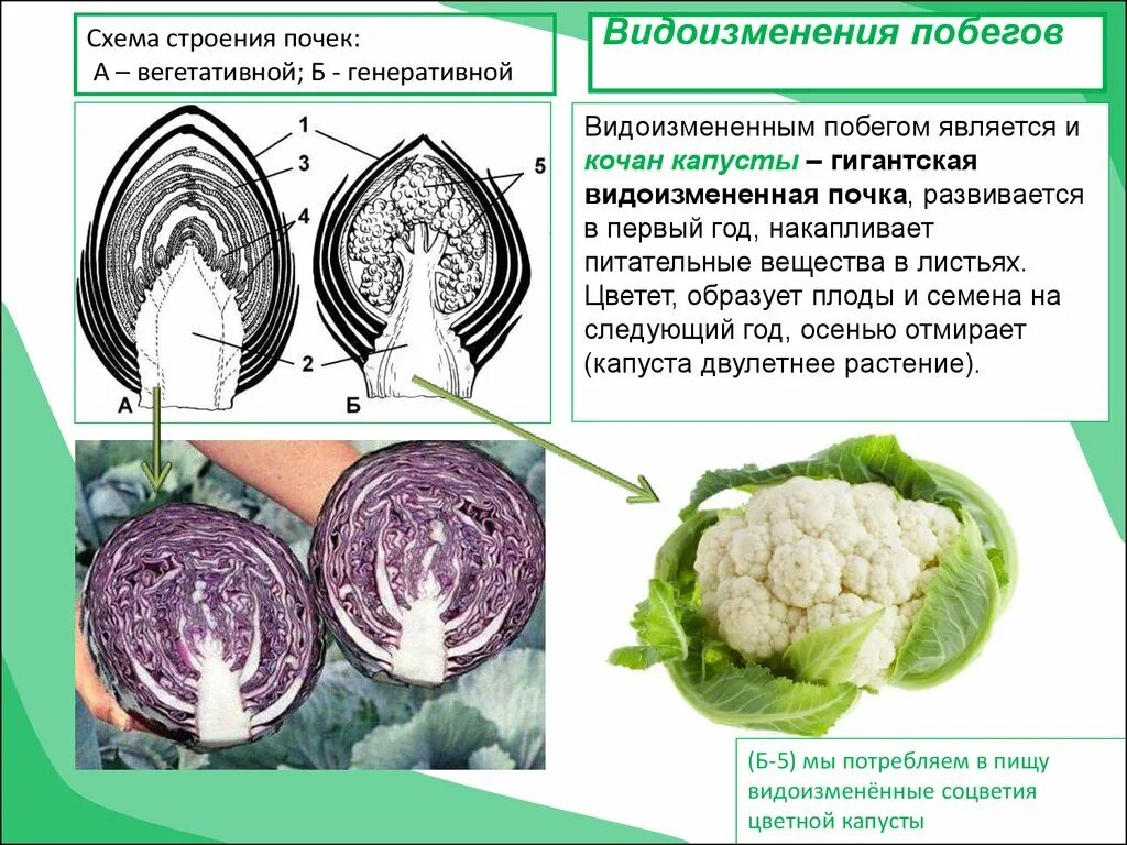 Капуста видоизмененный корень. Видоизменения побегов кочан капусты. Видоизменения побегов капусты. Капуста кольраби видоизменения побега. Кочан капусты это видоизмененный побег.