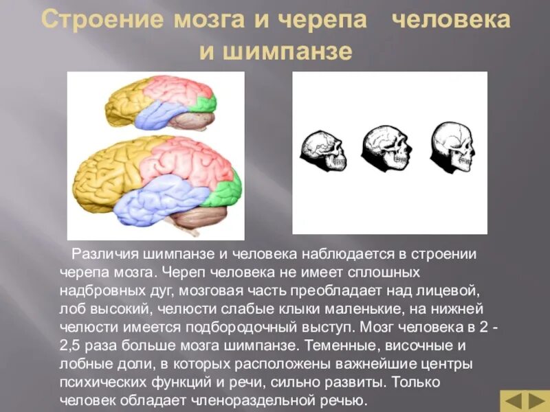 Какой мозг у приматов. Мозг человека и обезьяны в сравнении. Головной мозг человека и человекообразной обезьяны. Строение мозга человекообразной обезьяны. Сравнение мозга человека и шимпанзе.