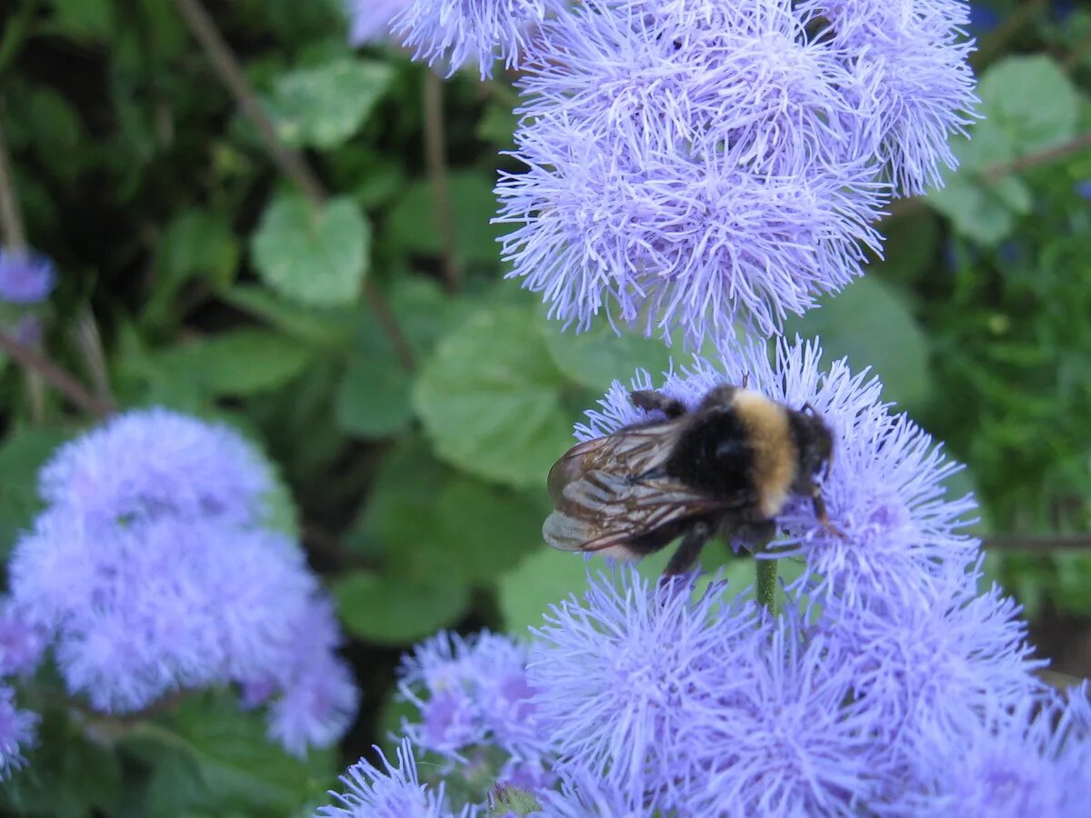 Агератум голубой шар. Агератум голубая норка. Агератум голубая норка. Агератум. Агератум хоустона голубой.