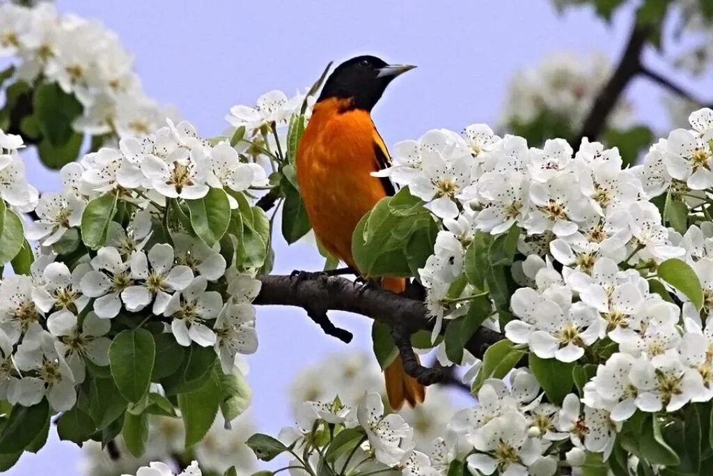 Весенний май песня. Птица в цветущем саду. Весенняя природа.