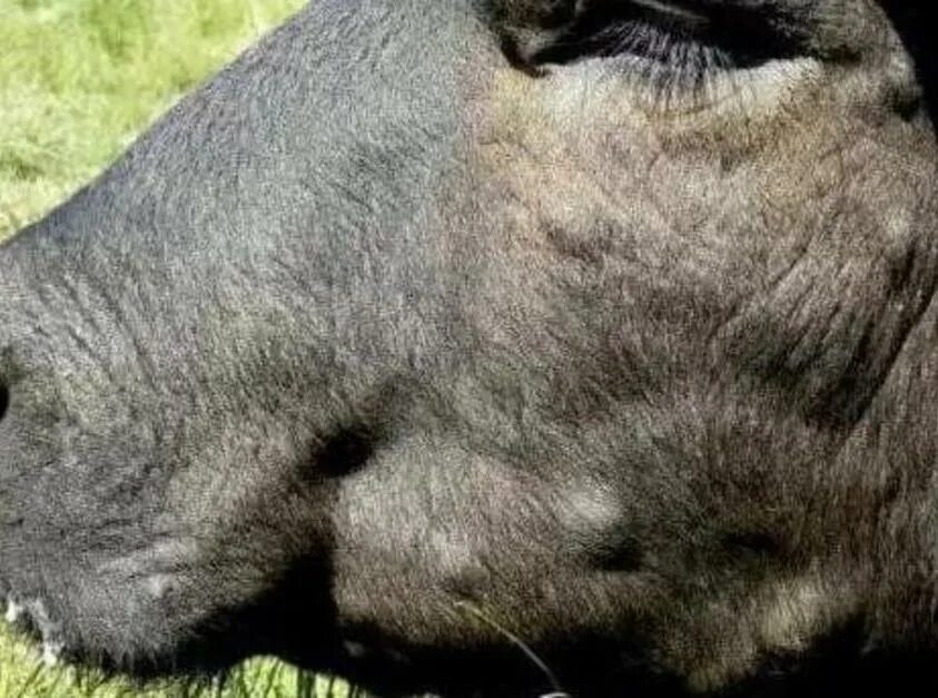 нодулярный дерматит крупного рогатого. сибирская язва пить молоко. эмфизематозный карбункул животных вакцинация. лептоспироз вакцина крс. сибирская язва пить молоко.